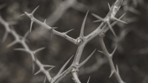 Bild der Veranstaltung